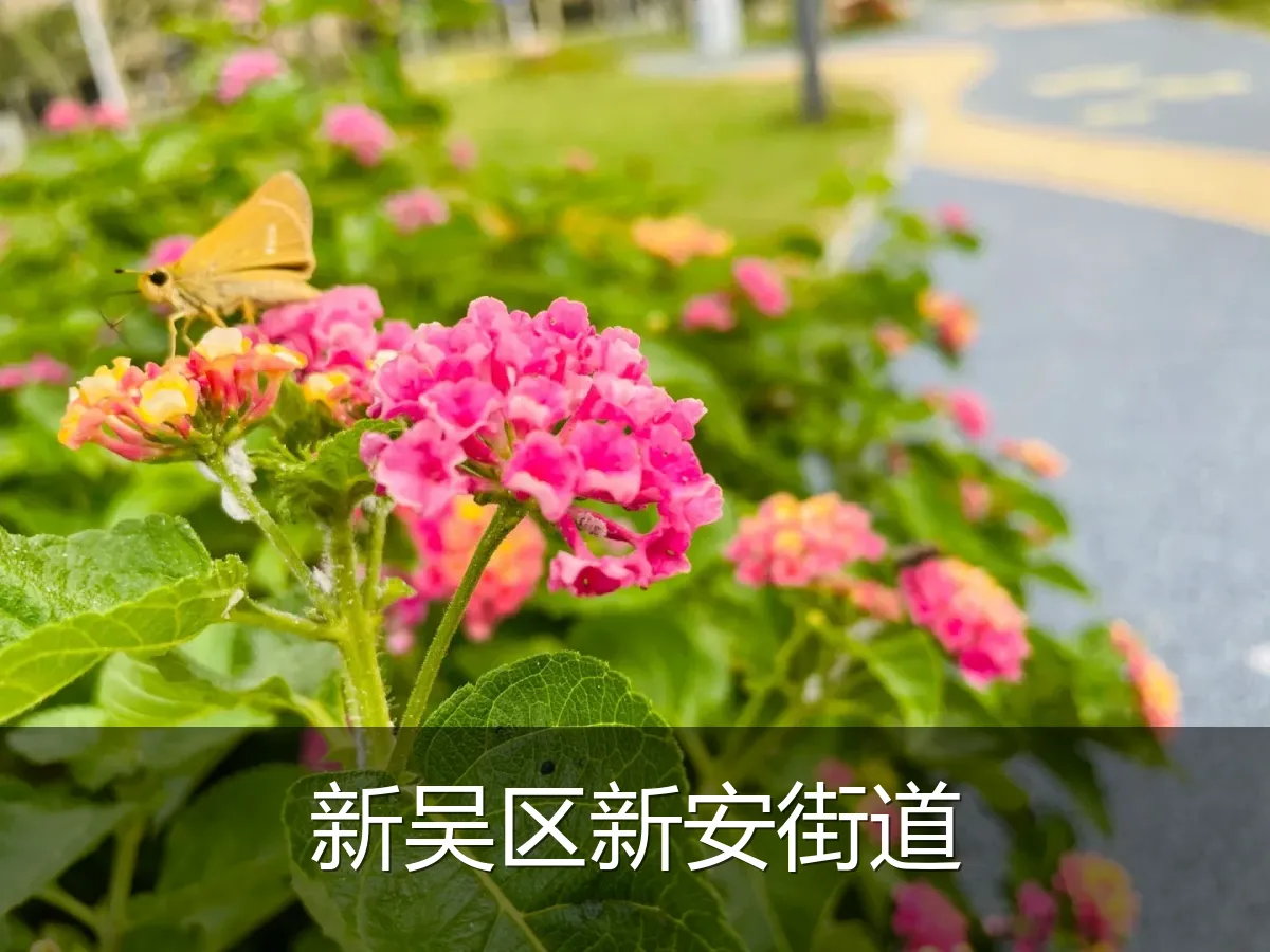 新吴区新安街道